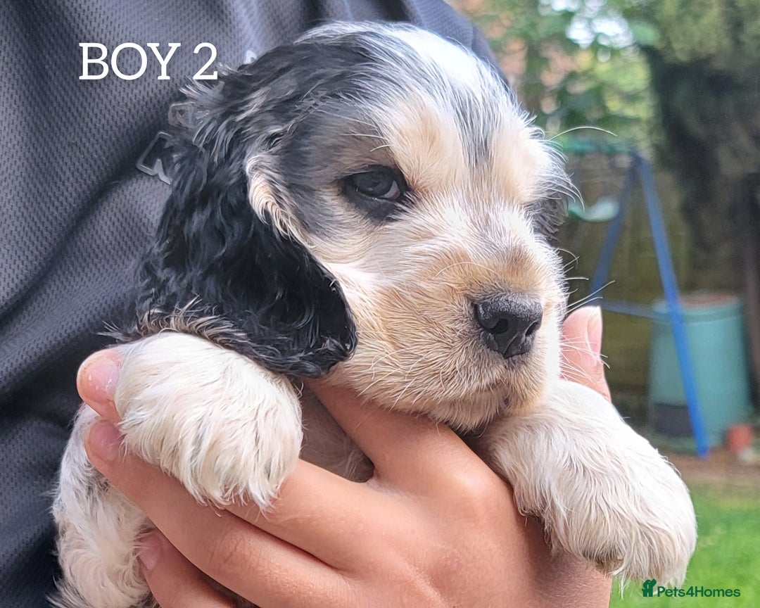 Cocker Spaniel dogs for sale: Blue Roan Tan-Sable Cocker Spaniel– KC bloodline - Image 18