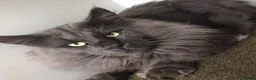 Maine Coon cats for sale: XL Maine coon kittens  - Advert 20