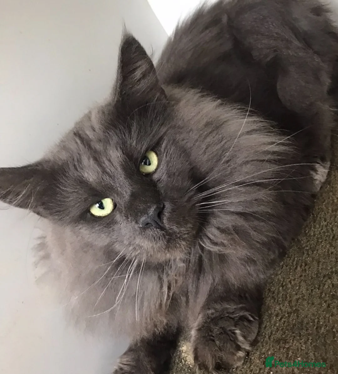 Maine Coon cats for sale: XL Maine coon kittens  - Advert 20