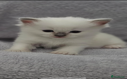 Ragdoll cats for sale: Ragdoll Kittens  - Image 3