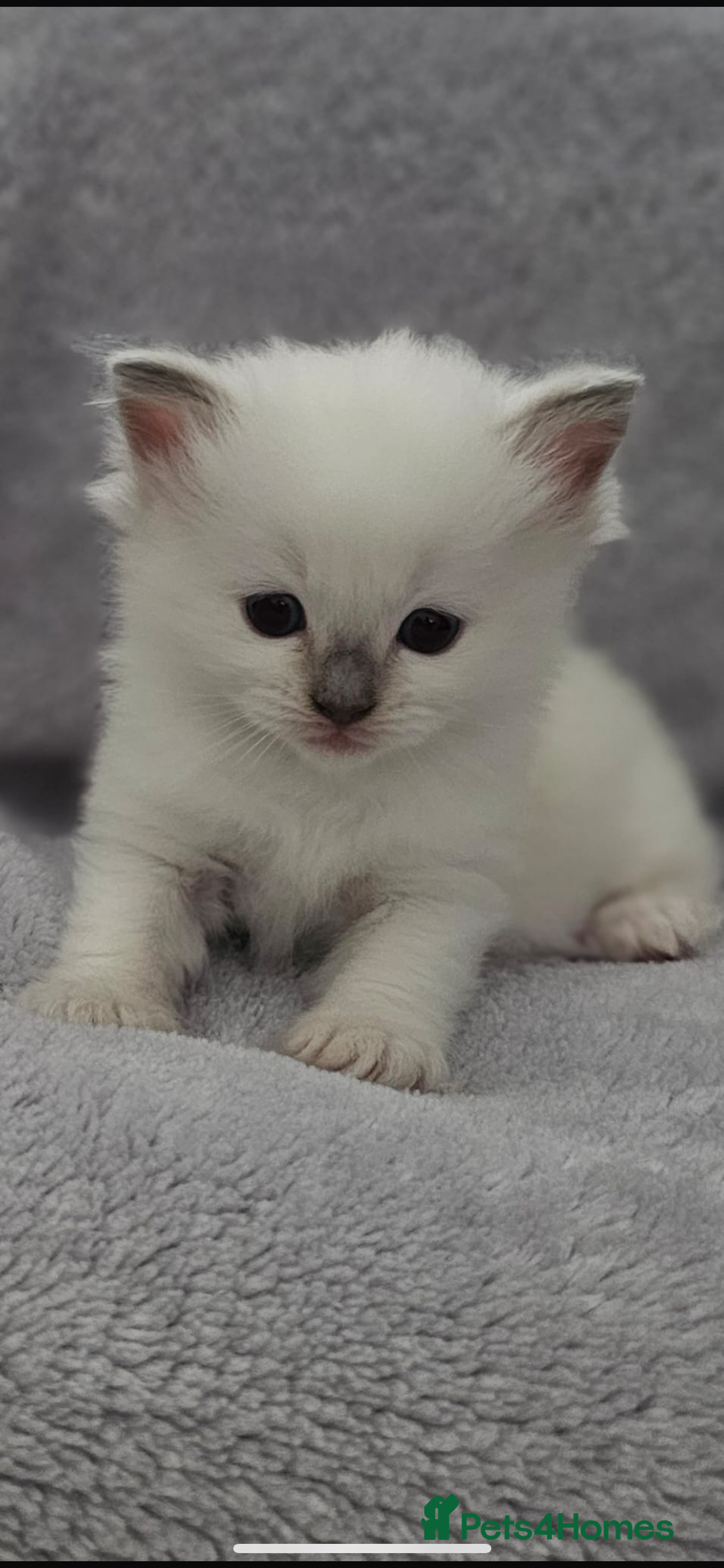 Ragdoll cats for sale: Ragdoll Kittens  - Image 3