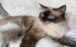 Ragdoll cats for sale: Beautiful litter of Ragdoll baby’s!  - Image 4