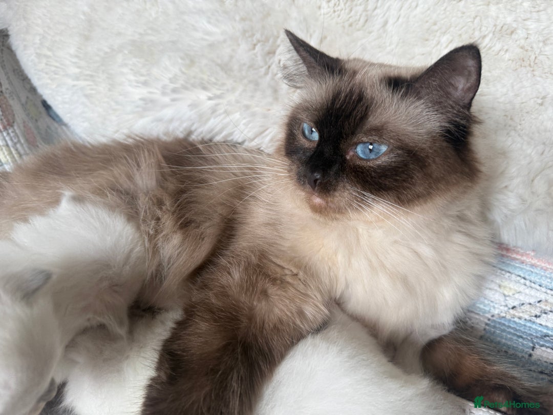 Ragdoll cats for sale: Beautiful litter of Ragdoll baby’s!  - Image 4