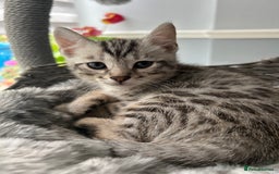 Bengal cats for sale: 🐾 Kittens Looking for a Loving Home! 🐾 - Image 11
