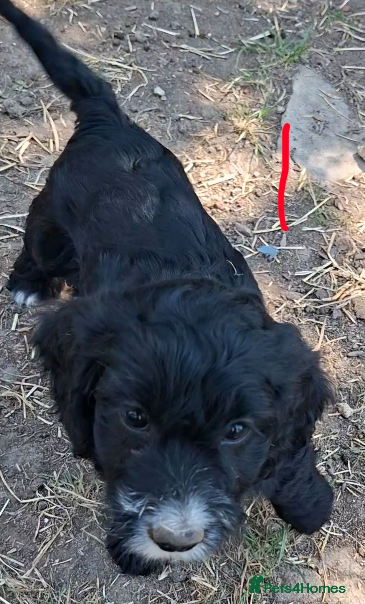 Cockapoo dogs Fully vaccinated F1 Cockapoo Pups  - Advert 1