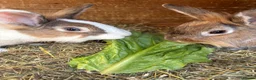 Lionhead rabbits for sale: 2 male Lion head rabbits  in Bordon - Advert 4