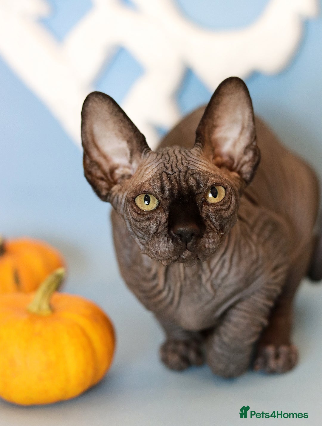 Sphynx cats for sale: Bloodline Sphynx Kittens  - Advert 1