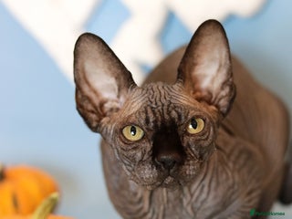 Sphynx cats Bloodline Sphynx Kittens - Advert 8