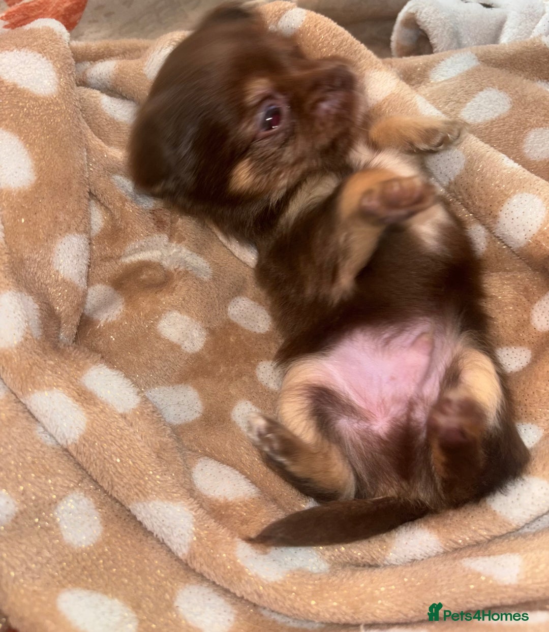 Chihuahua dogs for sale: Chocolate Chihuahua Males - Advert 4