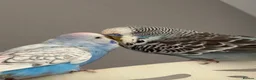 Budgerigars birds for sale: 2 male budgies  in Torquay - Advert 2