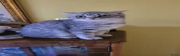 Scottish Fold cats for sale: Scottish fold/straight snow leopards  - Advert 21