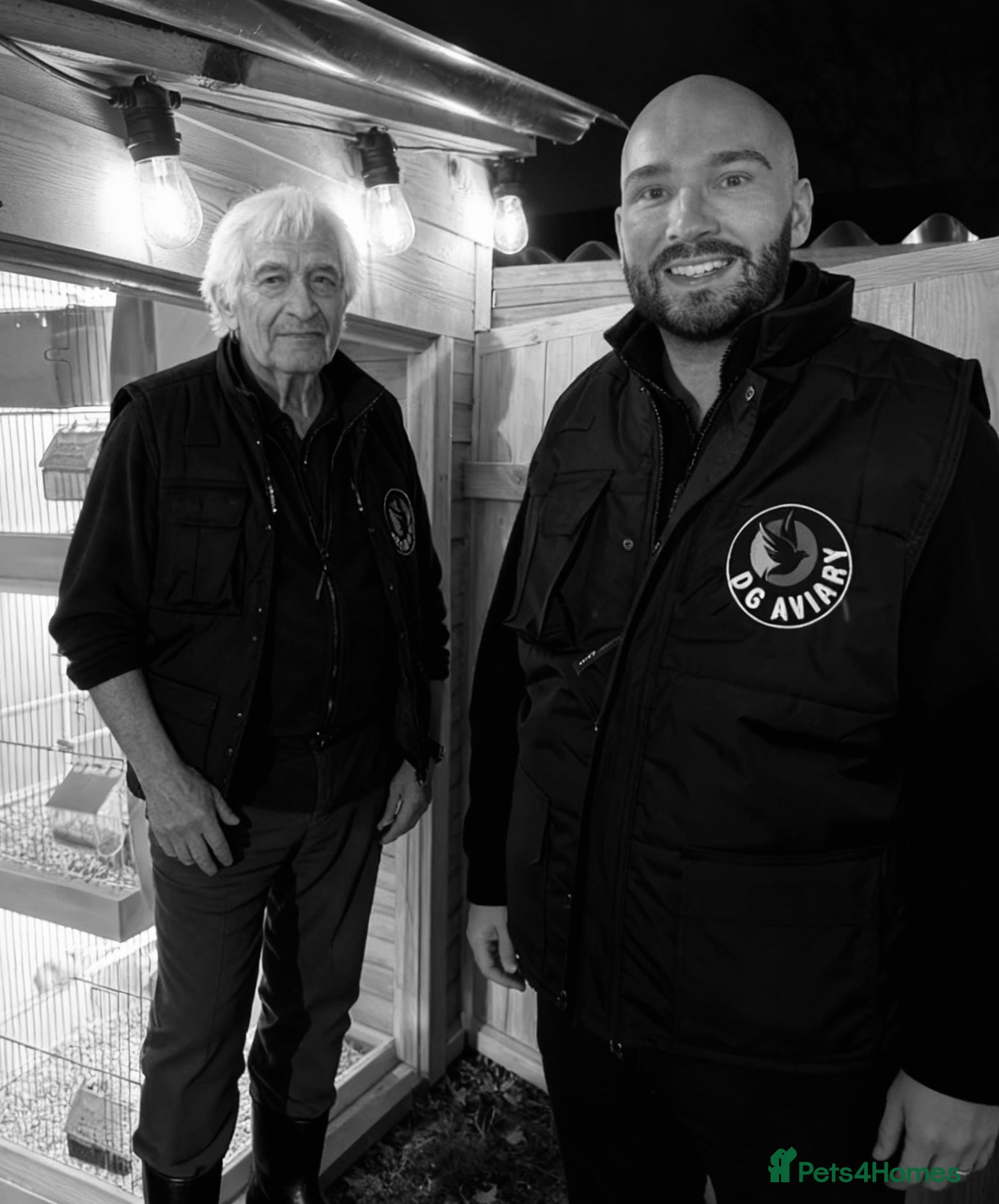 Mixed Breed birds Finch / Budgie / Canary / Love Birds - Advert 1