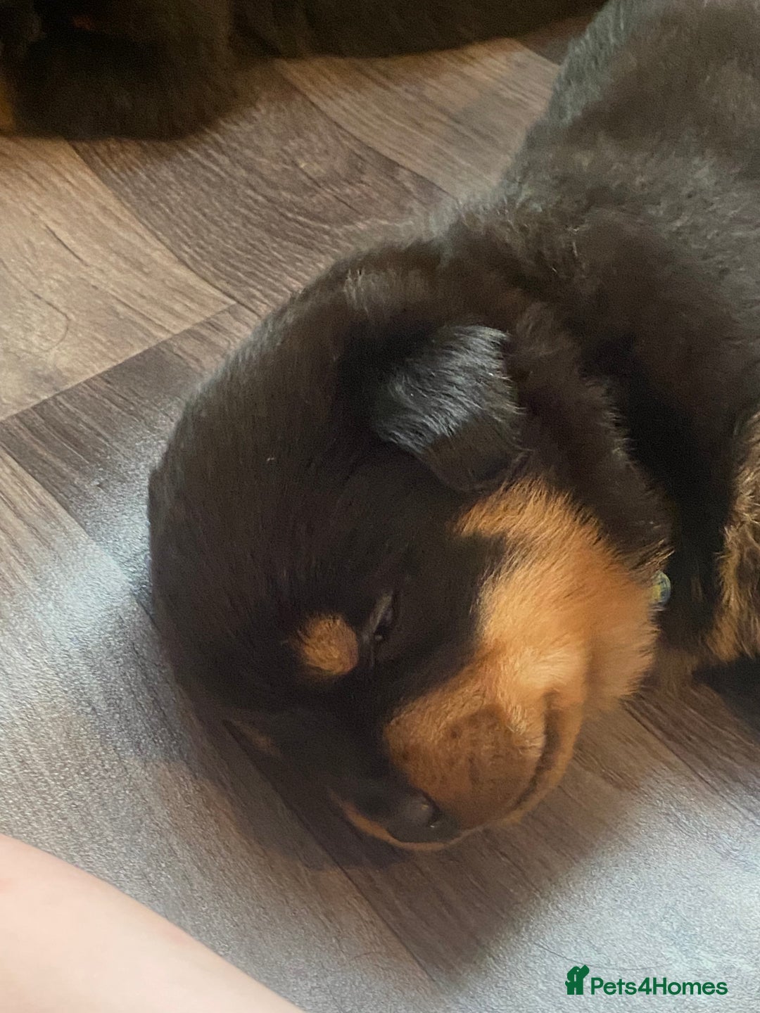 Rottweiler dogs for sale: Hulk and Ruby Rottweiler puppies  - Advert 18