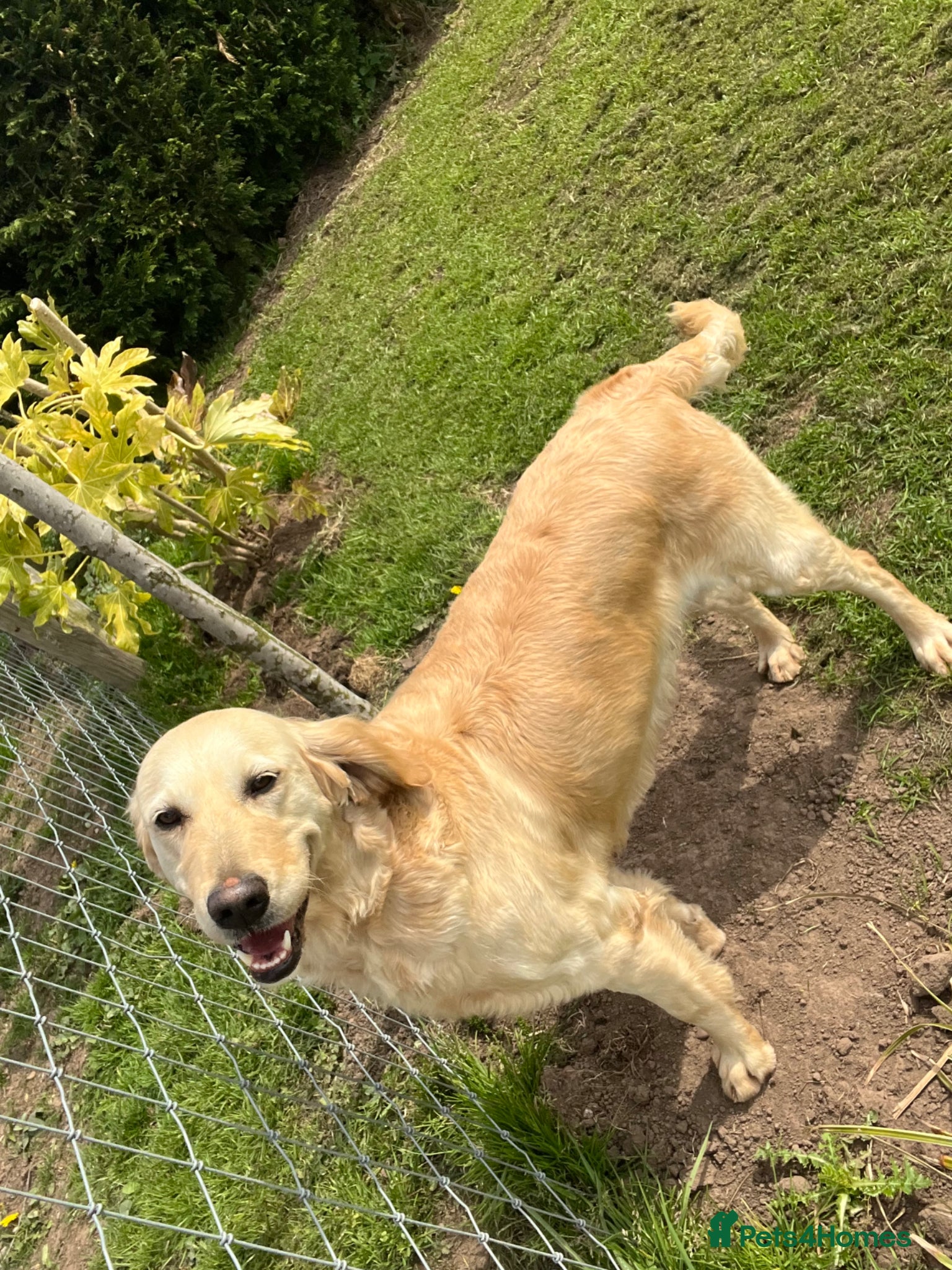 Golden Retriever dogs READY NOW! QUALITY KC REG CHUNKY GOLDEN RETRIEVERS - Advert 2