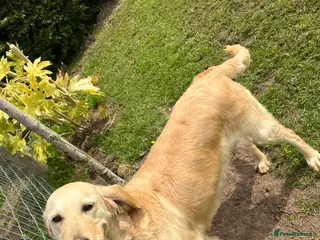 Golden Retriever dogs READY NOW! QUALITY KC REG CHUNKY GOLDEN RETRIEVERS - Advert 1