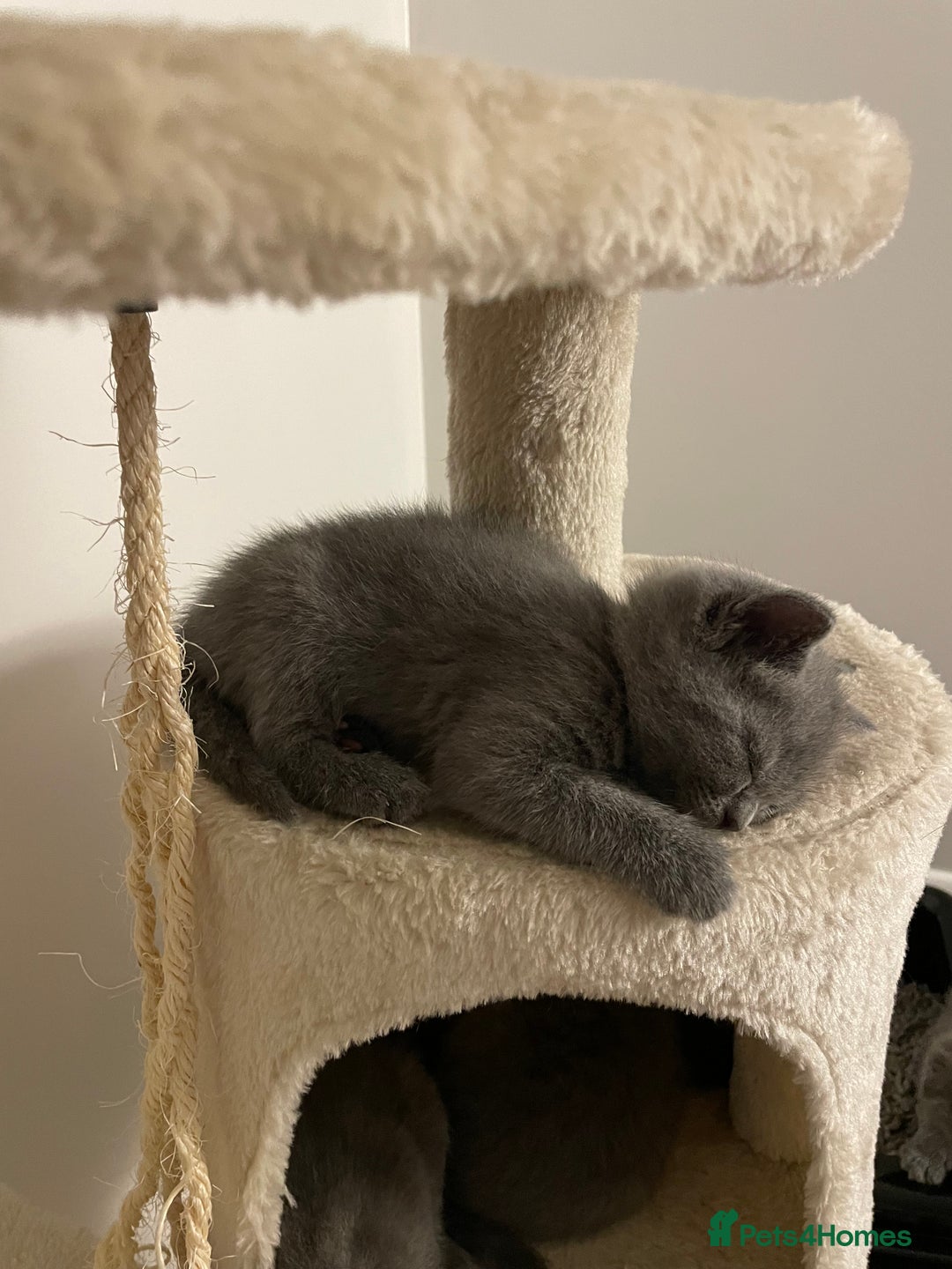 Scottish Fold cats for sale: PURE BREED SCOTTISH FOLD KITTENS 🐾 - Advert 6