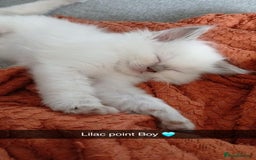Ragdoll cats for stud: Active gccf stud chocolate carrier seal point  in Grantham - Image 14