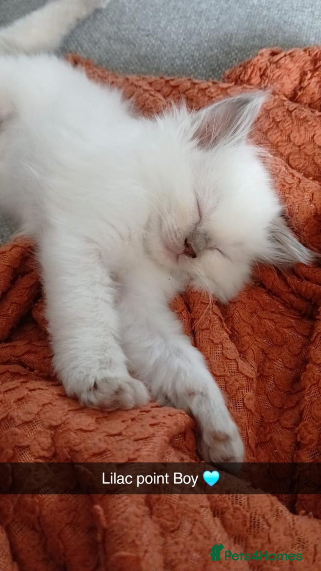 Ragdoll cats for stud: Active gccf stud chocolate carrier seal point  in Grantham - Image 14
