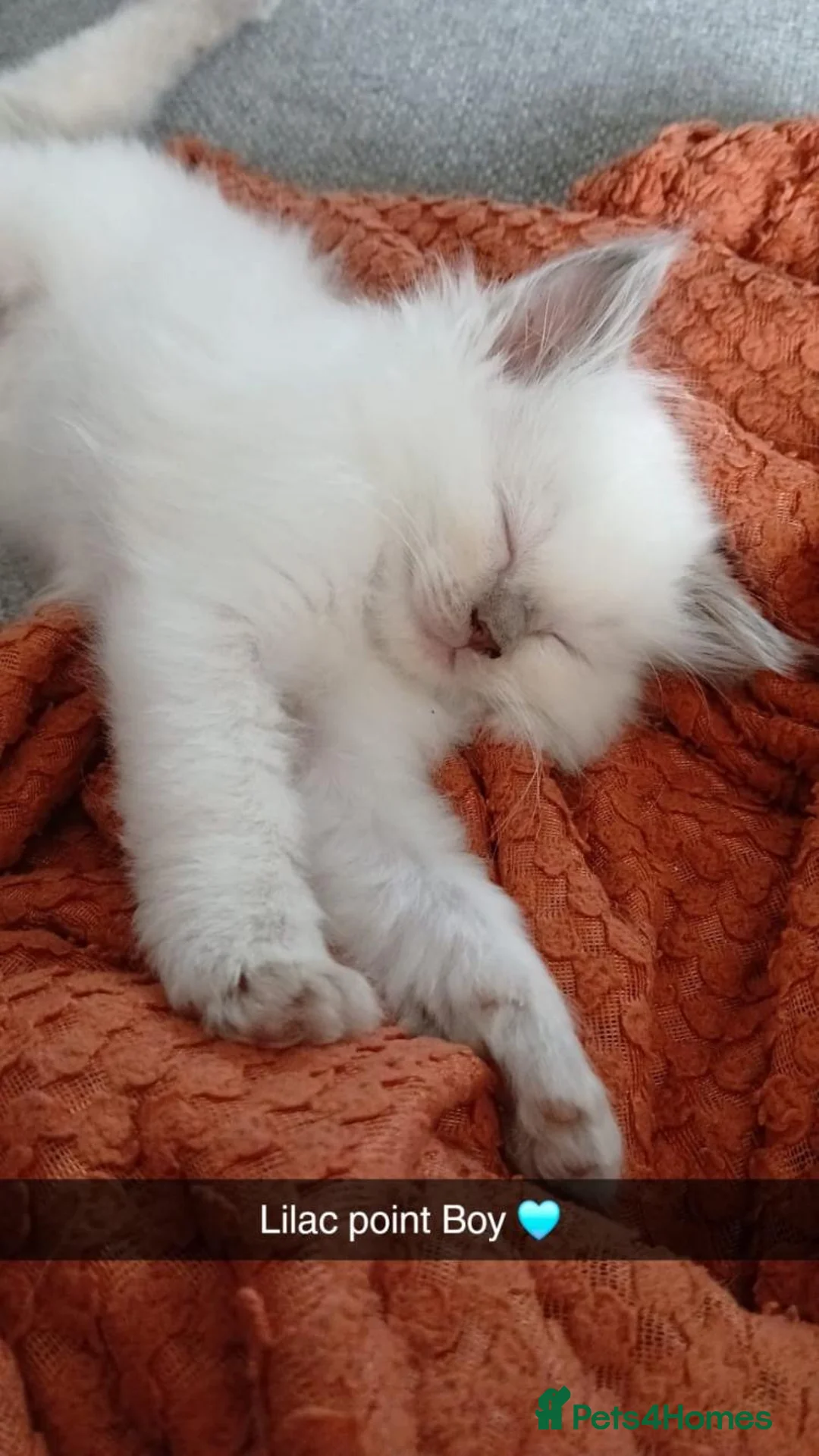 Ragdoll cats for stud: Active gccf stud chocolate carrier seal point  - Advert 14