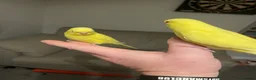 Budgerigars birds for sale: Hand tame Lutino budgies  - Advert 2