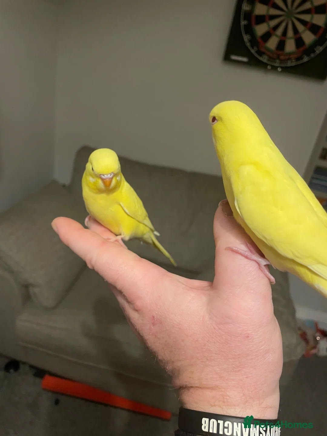 Budgerigars birds for sale: Hand tame Lutino budgies  - Advert 2
