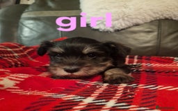 Miniature Schnauzer dogs for sale: Beautiful pure Breed miniature schnauzers - Image 7