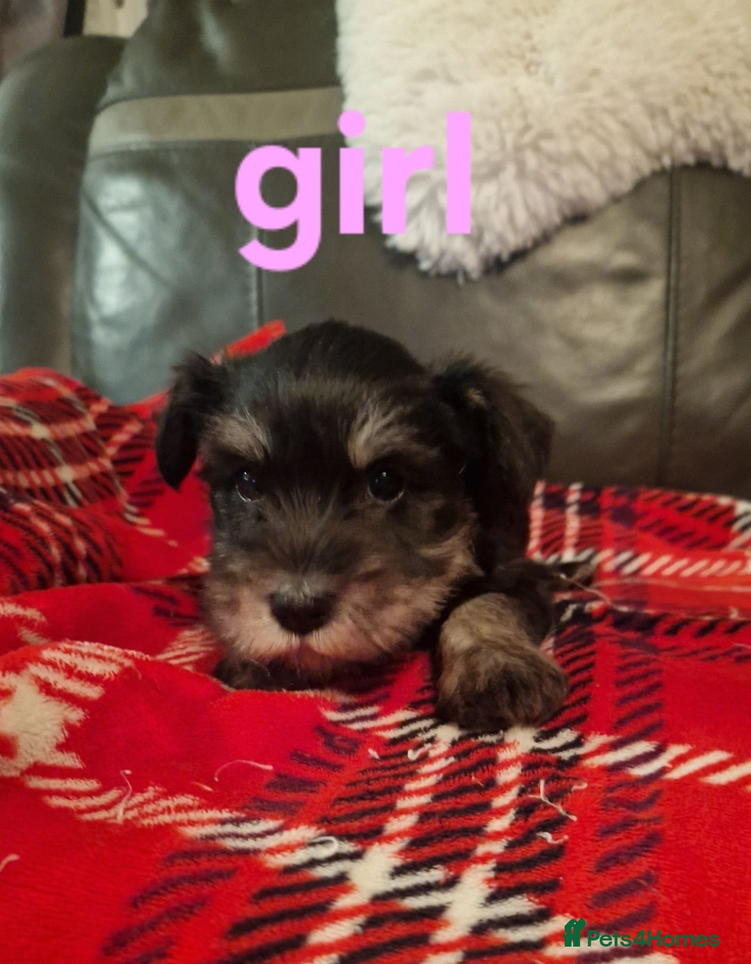 Miniature Schnauzer dogs for sale: Beautiful pure Breed miniature schnauzers - Image 7