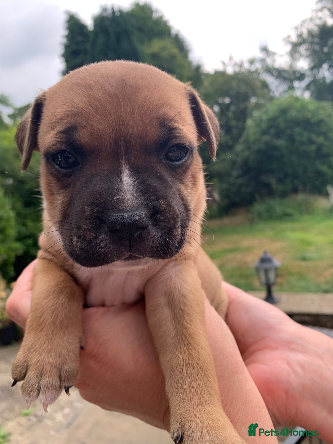 Staffordshire Bull Terrier dogs for sale: Stunning Red Staffy puppies KC top bloodlines - Image 6