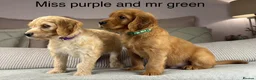 Goldendoodle dogs for sale: Healthy Gorgeous sweet natured puppies  - Advert 3