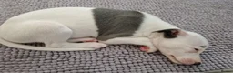 Whippet dogs for sale: Heart and DNA tested Blue Parti Whippet Puppies. - Advert 25