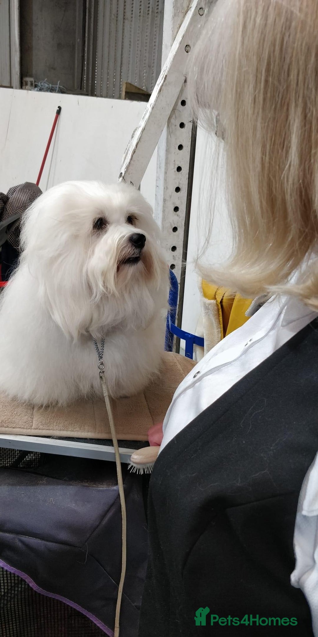 Coton De Tulear dogs for sale: Coton de Tulear Girls - Image 11