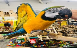 Macaws birds for sale: Super tame female Blue and gold macaw - Image 3
