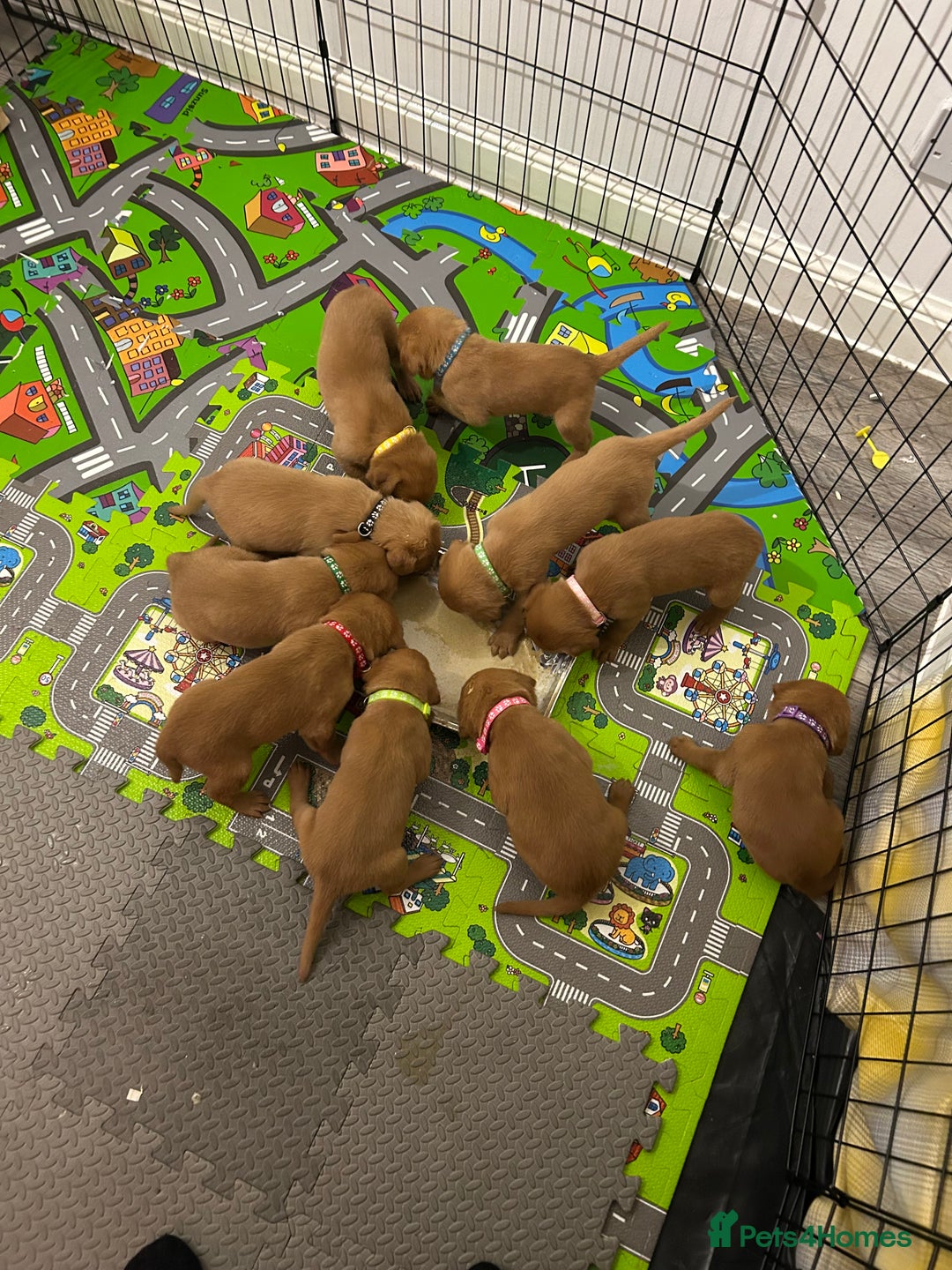 Labrador Retriever dogs for sale: Fox red labrador pups Glasgow  - Advert 10
