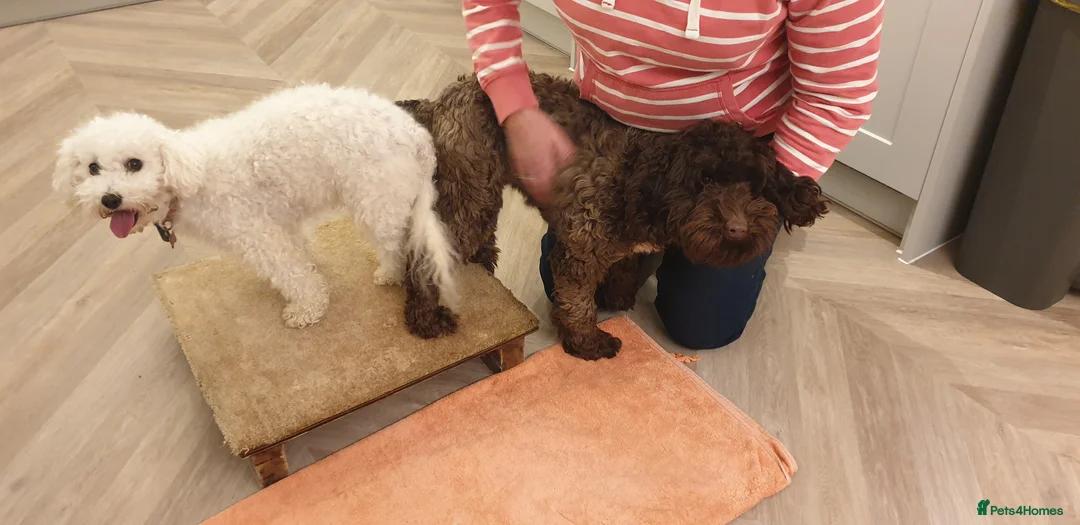 Miniature Poodle dogs for stud: Well PROVEN STUD Archie Minature Poodle  in Chard - Advert 35