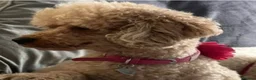 Cavapoo dogs for sale: 🐶🐾Cavaschnauzer🐾🐶Adorable Pups🐾🐶 - Advert 10