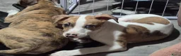 Lurcher dogs for sale: Lurcher puppies - Advert 10