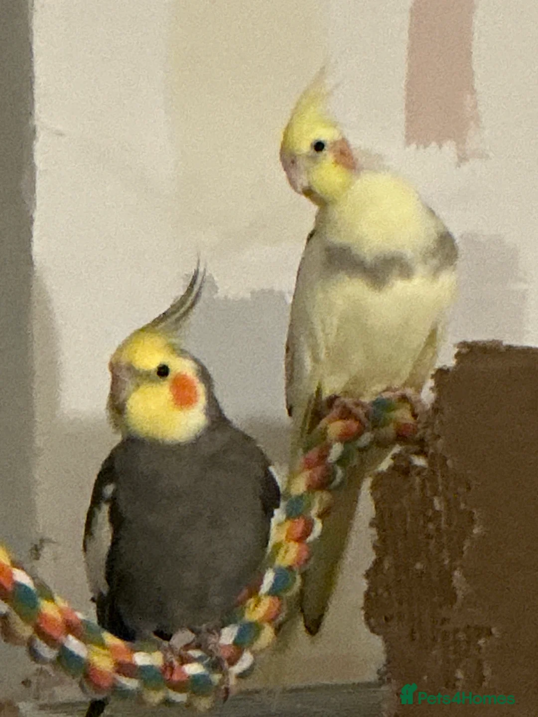 Cockatiels birds for sale: Bonded pair of cockatiels and cage - Advert 5