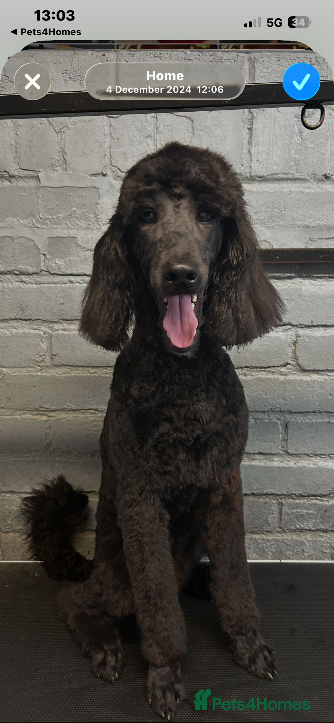 Labradoodle dogs Standard f2bb multigenerational labradoodle - Advert 2