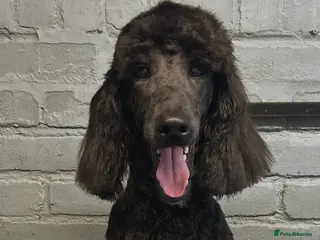 Labradoodle dogs Standard f2bb multigenerational labradoodle - Advert 1