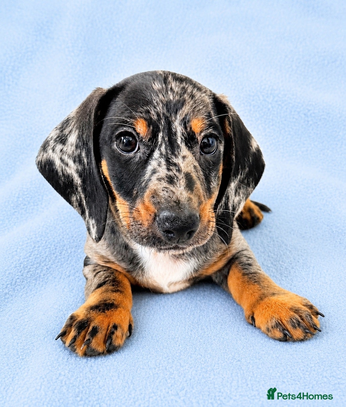 Miniature Dachshund dogs 5★ LICENSED BREEDER • KC REG BOYS READY NOW  - Advert 2