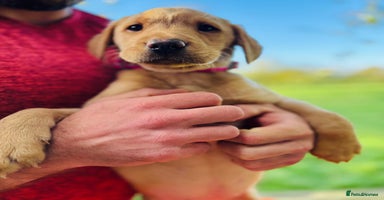 Labrador Retriever dogs - Advert 2