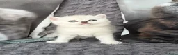 Scottish Fold cats for sale: Discount available ❤️Lovely scotish kittens💕💕💕 - Advert 11