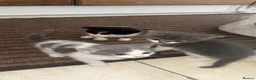 Mixed Breed cats for sale: Adorable kittens looking for their new home - Advert 17