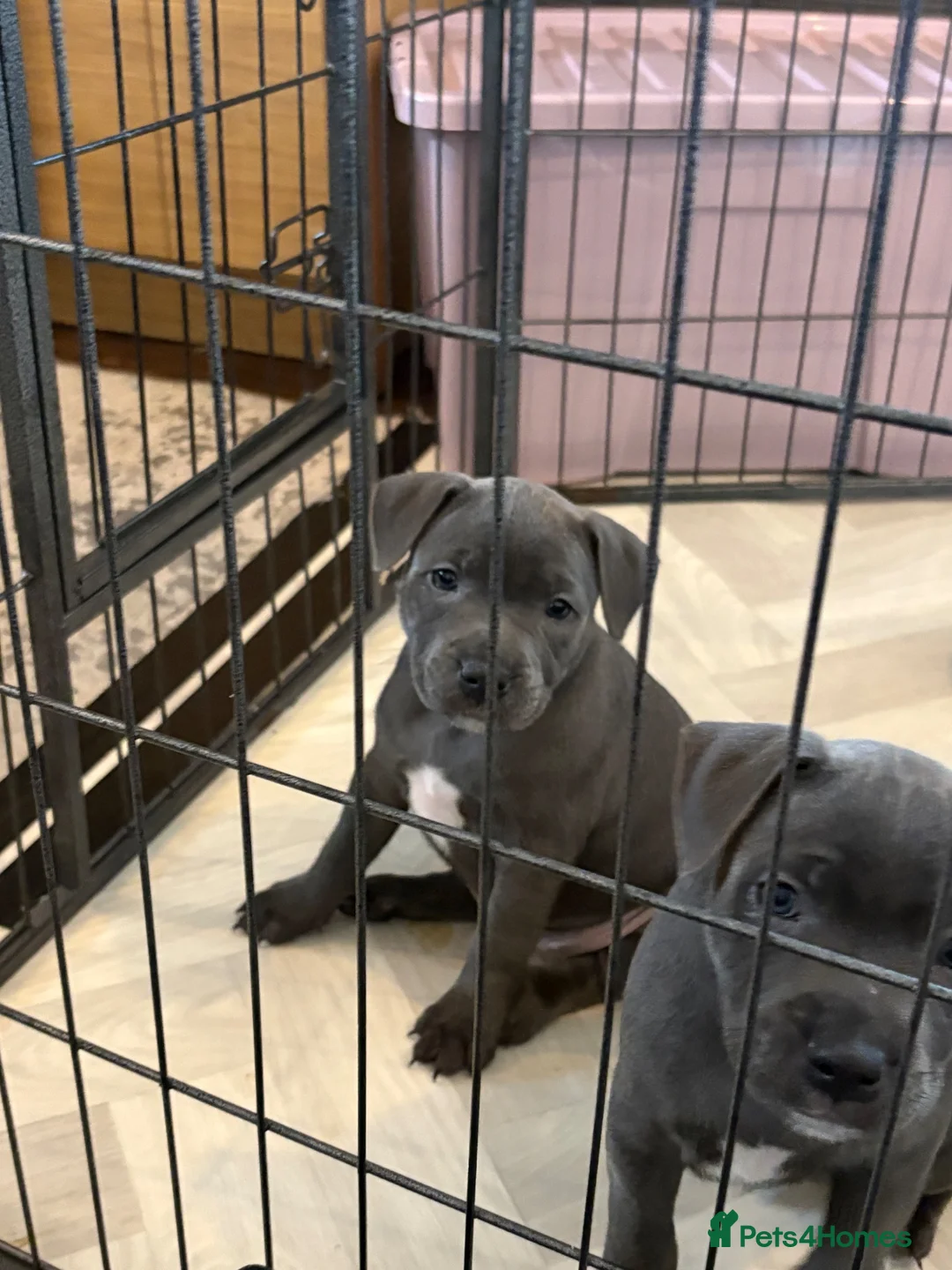 Staffordshire Bull Terrier dogs for sale: Blue Staffordshire Bullterrier - Advert 2