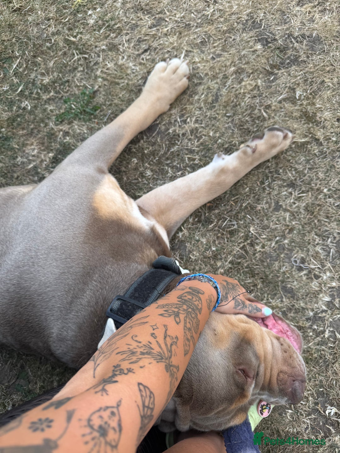 Olde English Bulldogge dogs for sale: Old English in need of a loving home  - Advert 15