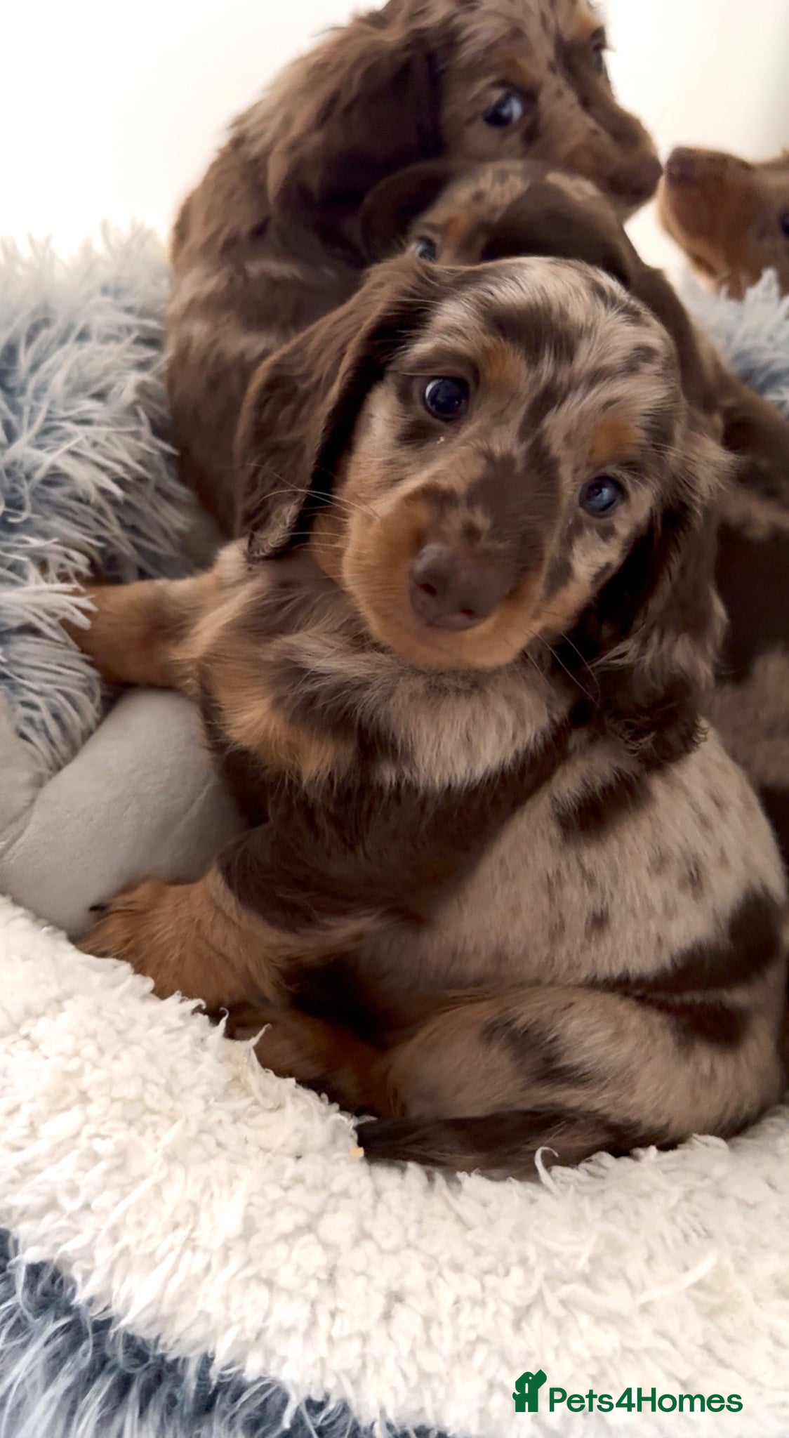 Miniature Dachshund dogs Quality miniature long hair & smooth hair puppy's - Advert 1