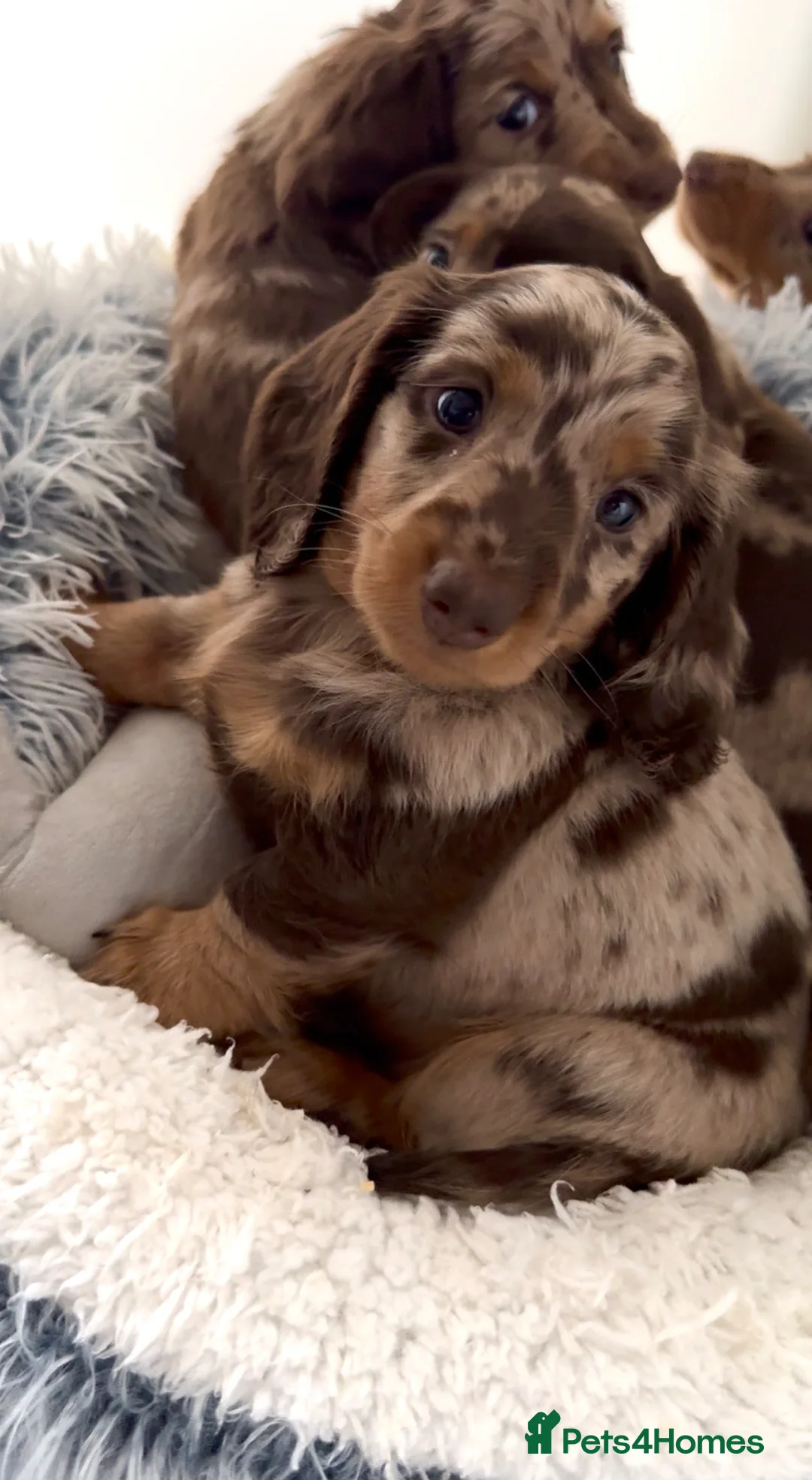 Miniature Dachshund dogs for sale: Quality miniature long hair & smooth hair puppy's - Advert 2