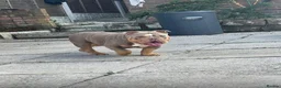 English Bulldog dogs for sale: ***REDUCED*** English bulldog Fully KC registered  - Advert 16