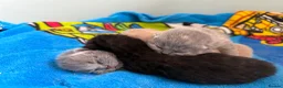British Shorthair cats for sale: Beautiful Litter - Advert 12