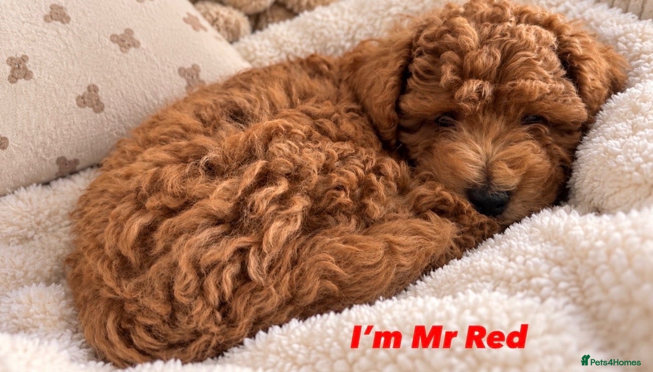 Schnoodle dogs Beautiful schnoodle puppies  - Advert 2